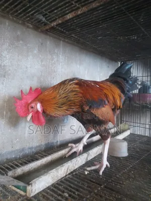 দেশি মোরগ বিক্রি হবে