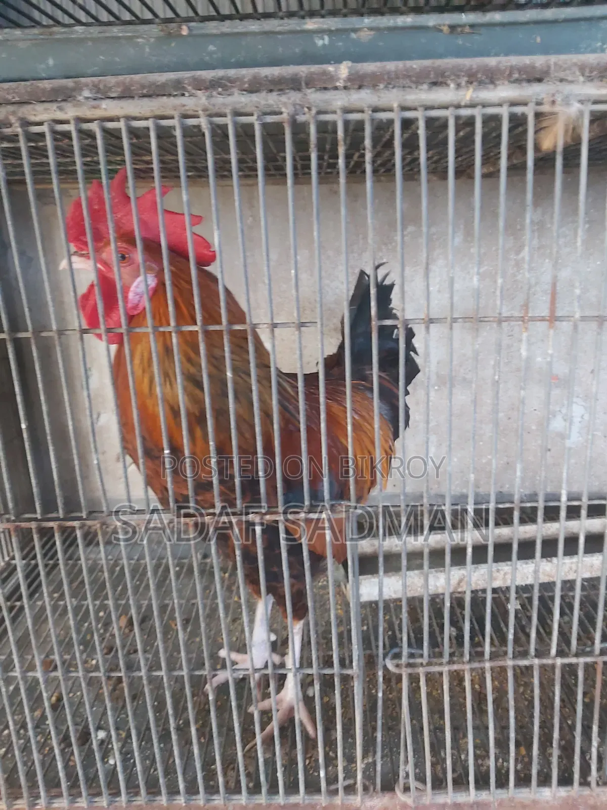 দেশি মোরগ বিক্রি হবে