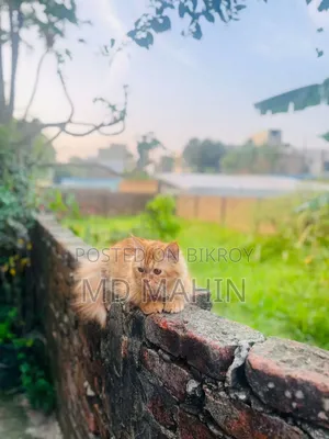 ১+ বছরের পুরুষ বিশুদ্ধ পার্সিয়ান বিড়াল