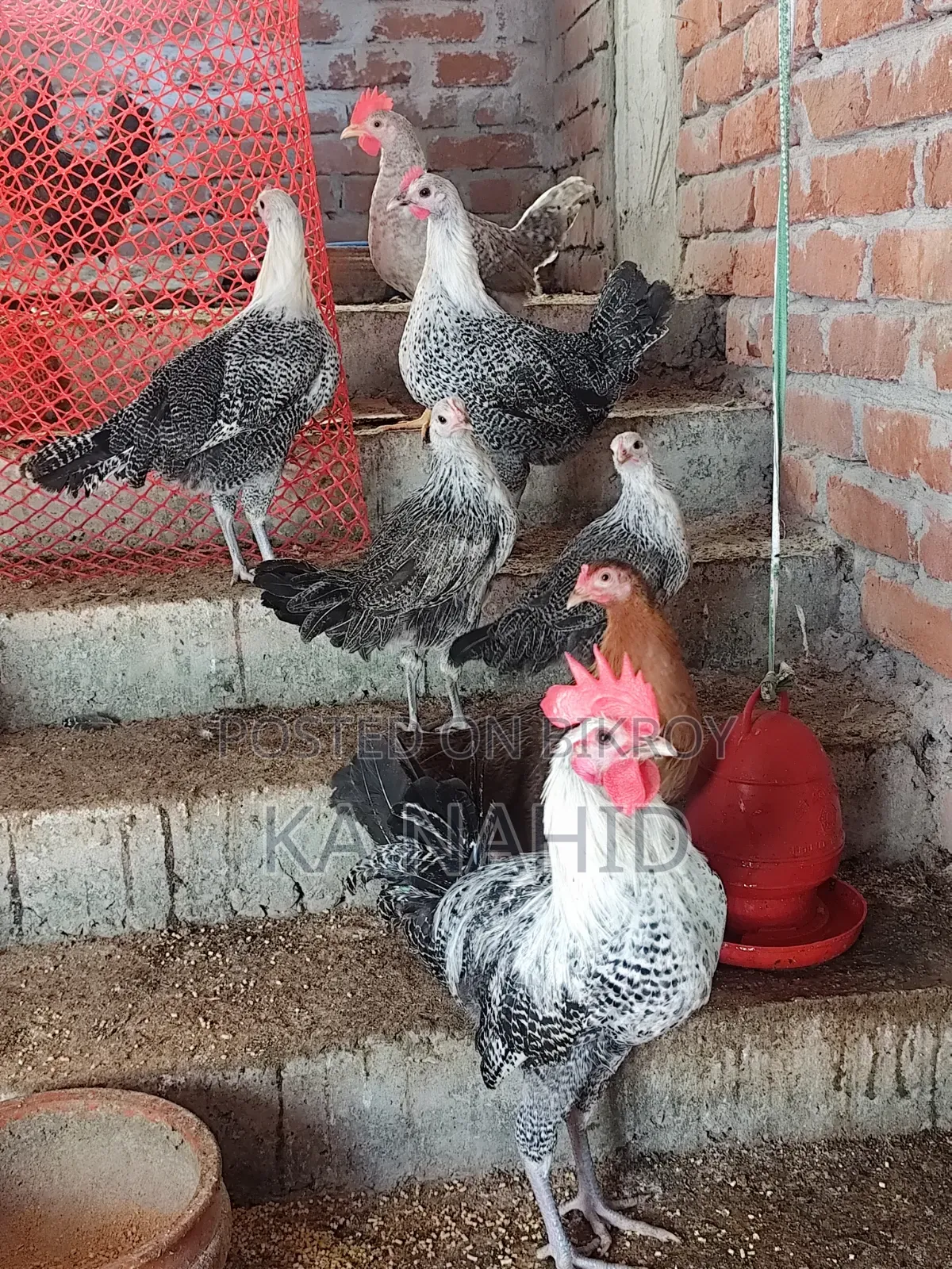 Mishri Fami Chicken