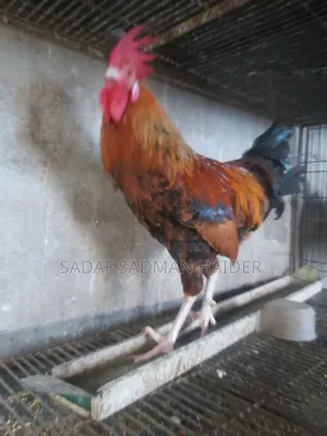 Deshi rooster for sale