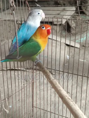 Lovebird Running