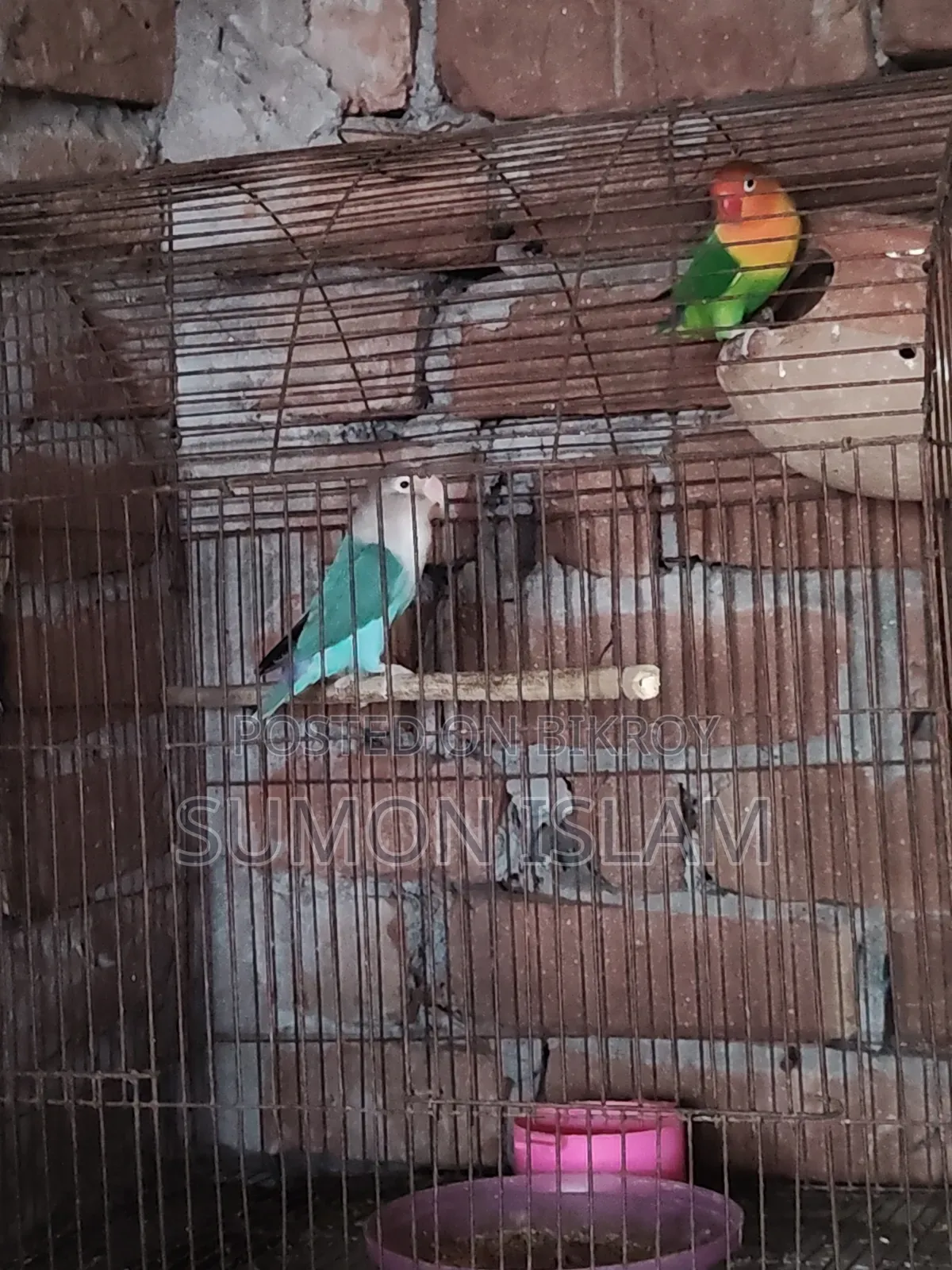 Lovebird Running