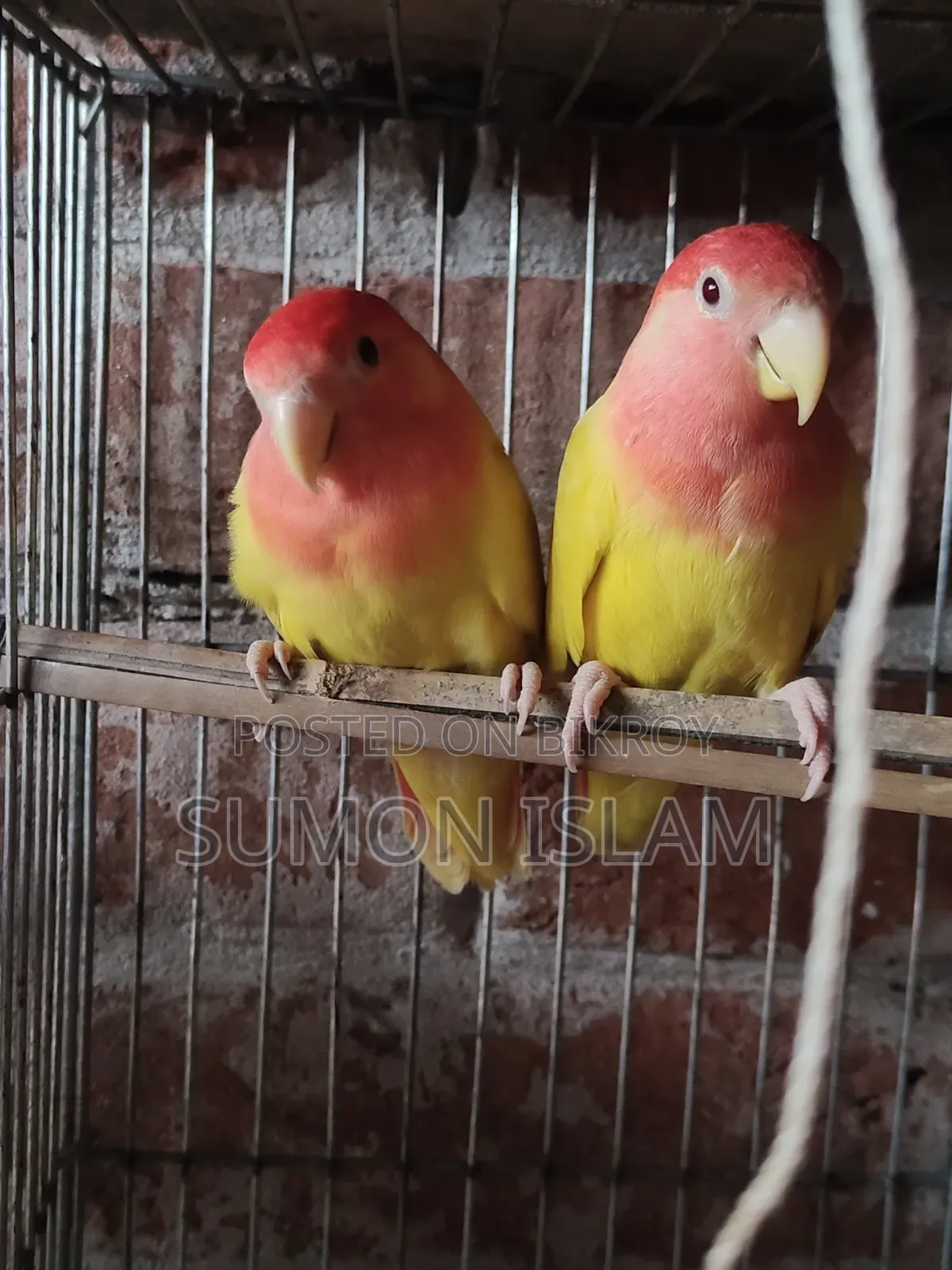 Lovebird Running