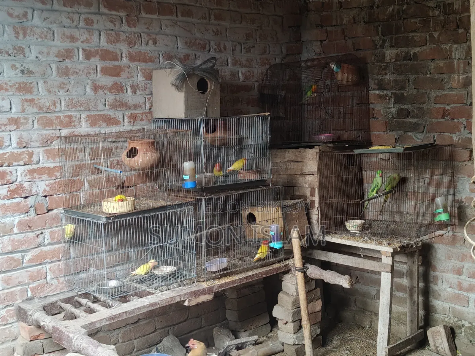 Lovebird Running