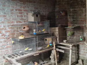 Lovebird Running