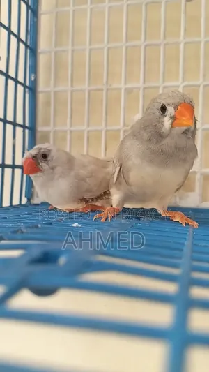 Ds Running Zebra Finch