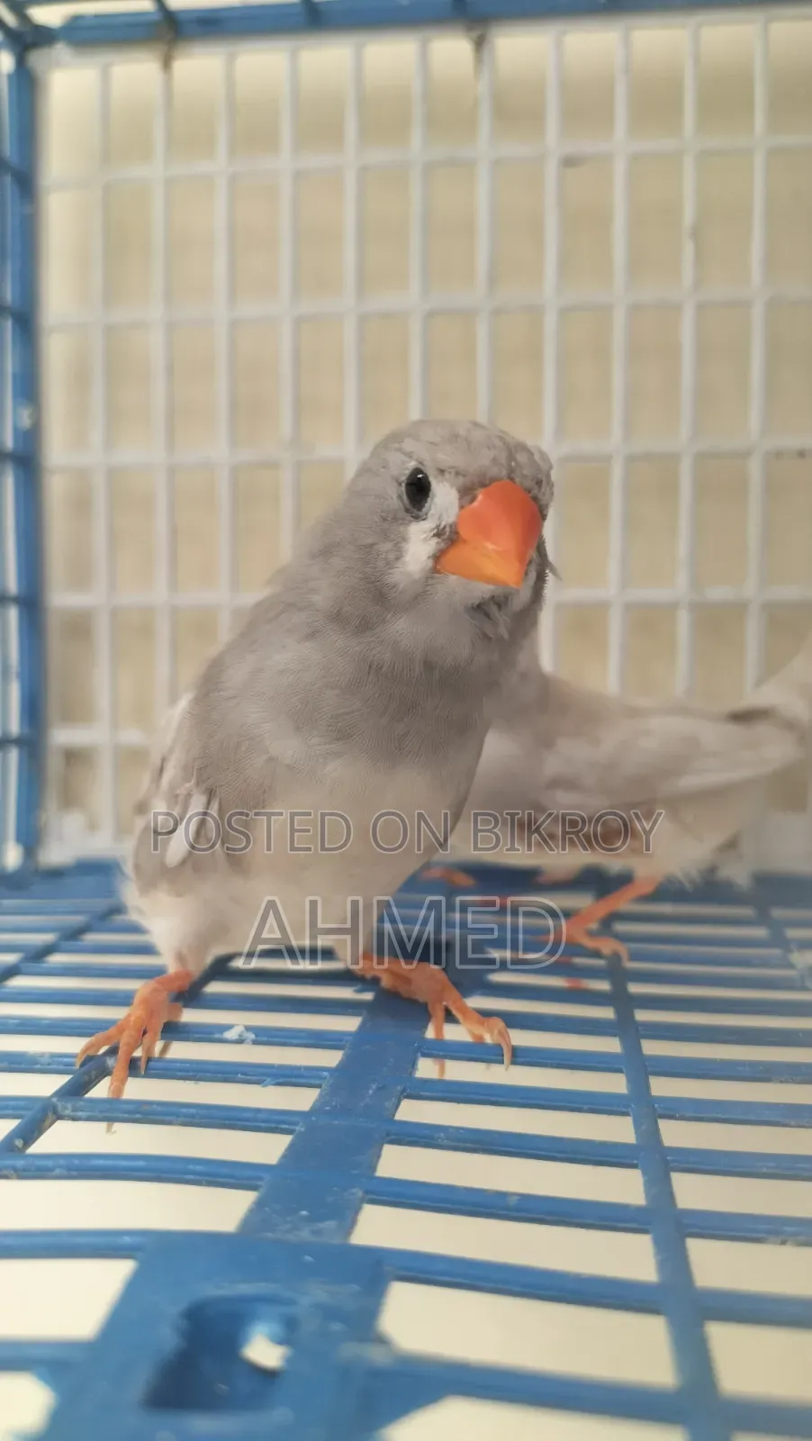 Ds Running Zebra Finch