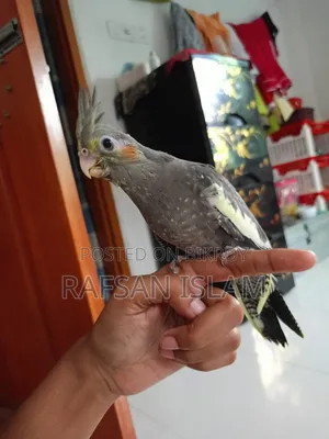 Cockatiel bird will be rehomed
