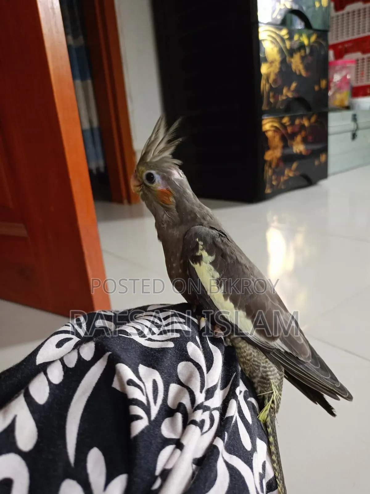 Cockatiel bird will be rehomed
