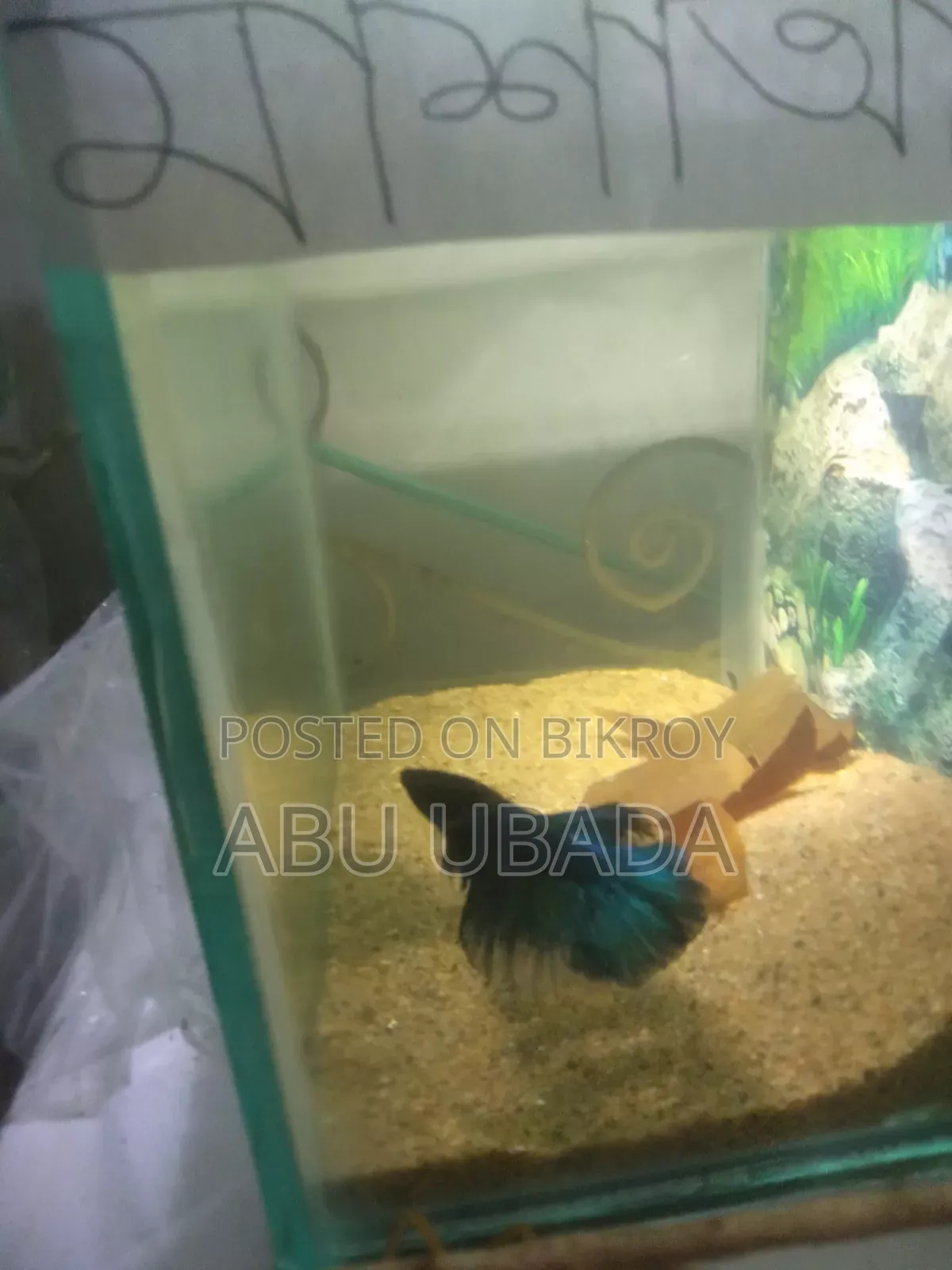 High Quality Halfmoon Betta