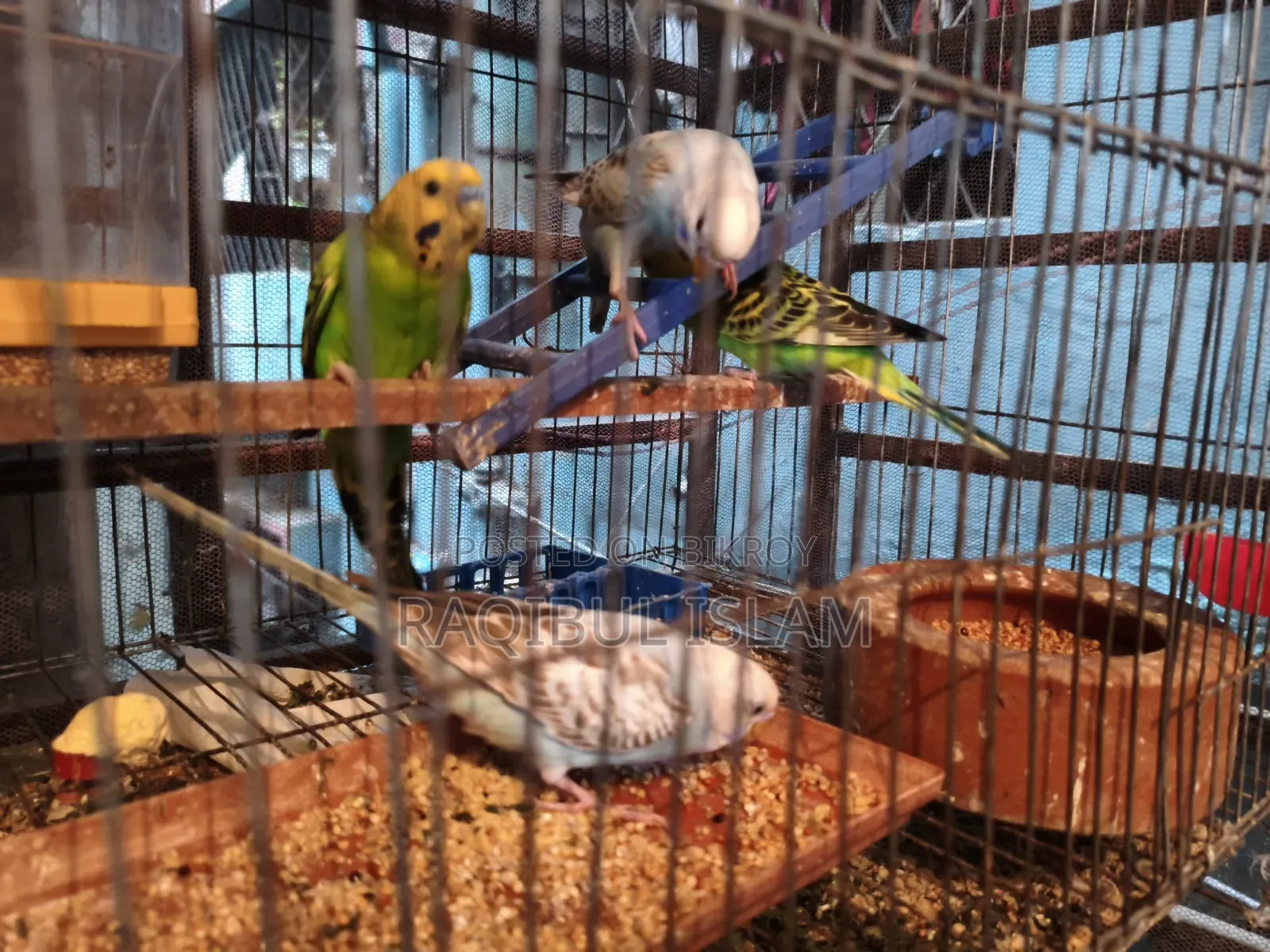 Budgerigar for sale
