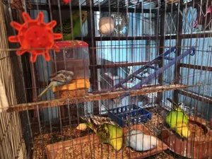 Budgerigar for sale