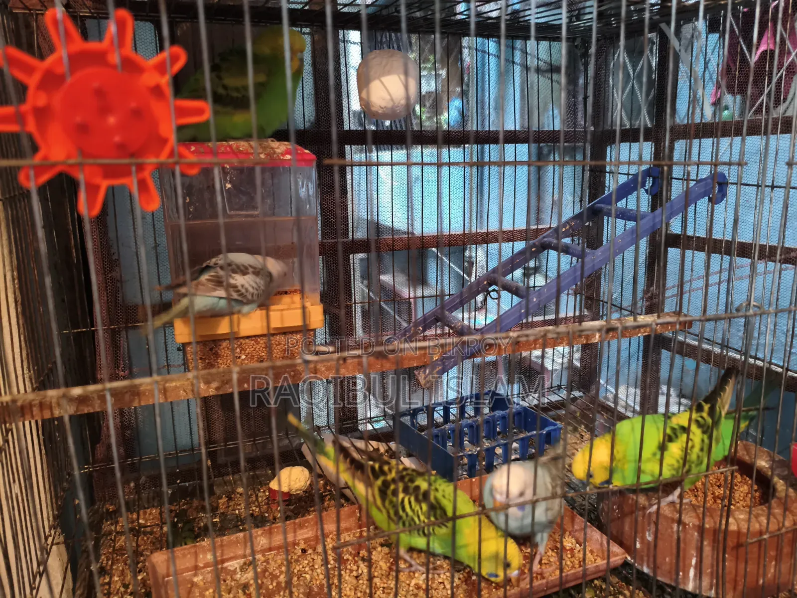 Budgerigar for sale