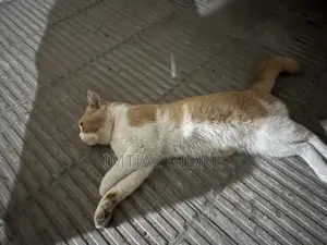 ১+ বছরের পুরুষ মিশ্র জাতের পার্সিয়ান