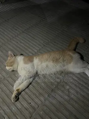 ১+ বছরের পুরুষ মিশ্র জাতের পার্সিয়ান