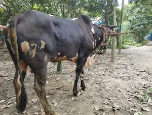 Very beautiful four-toothed cow. Whoever likes it can see and take it.