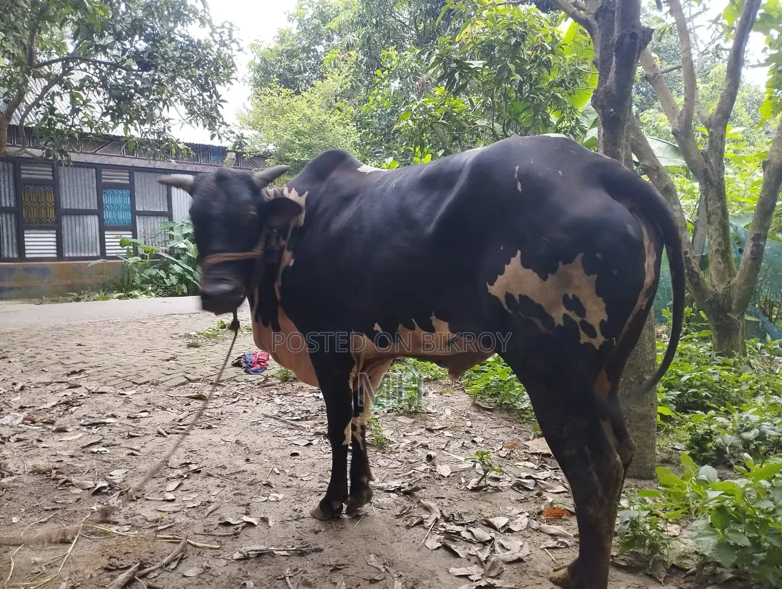 Very beautiful four-toothed cow. Whoever likes it can see and take it.