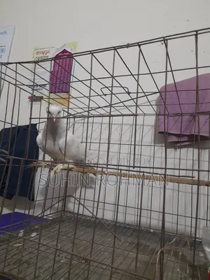 Pigeon with cage