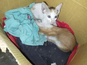 1-3 Months Male Mixed Breed British Shorthair