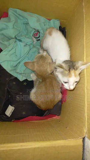 1-3 Months Male Mixed Breed British Shorthair