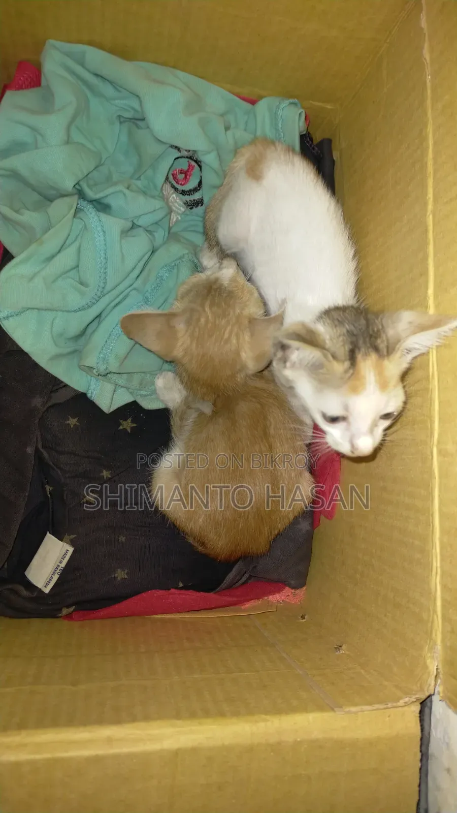 1-3 Months Male Mixed Breed British Shorthair