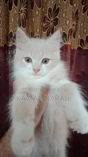 1-3 months Female Purebred Persian