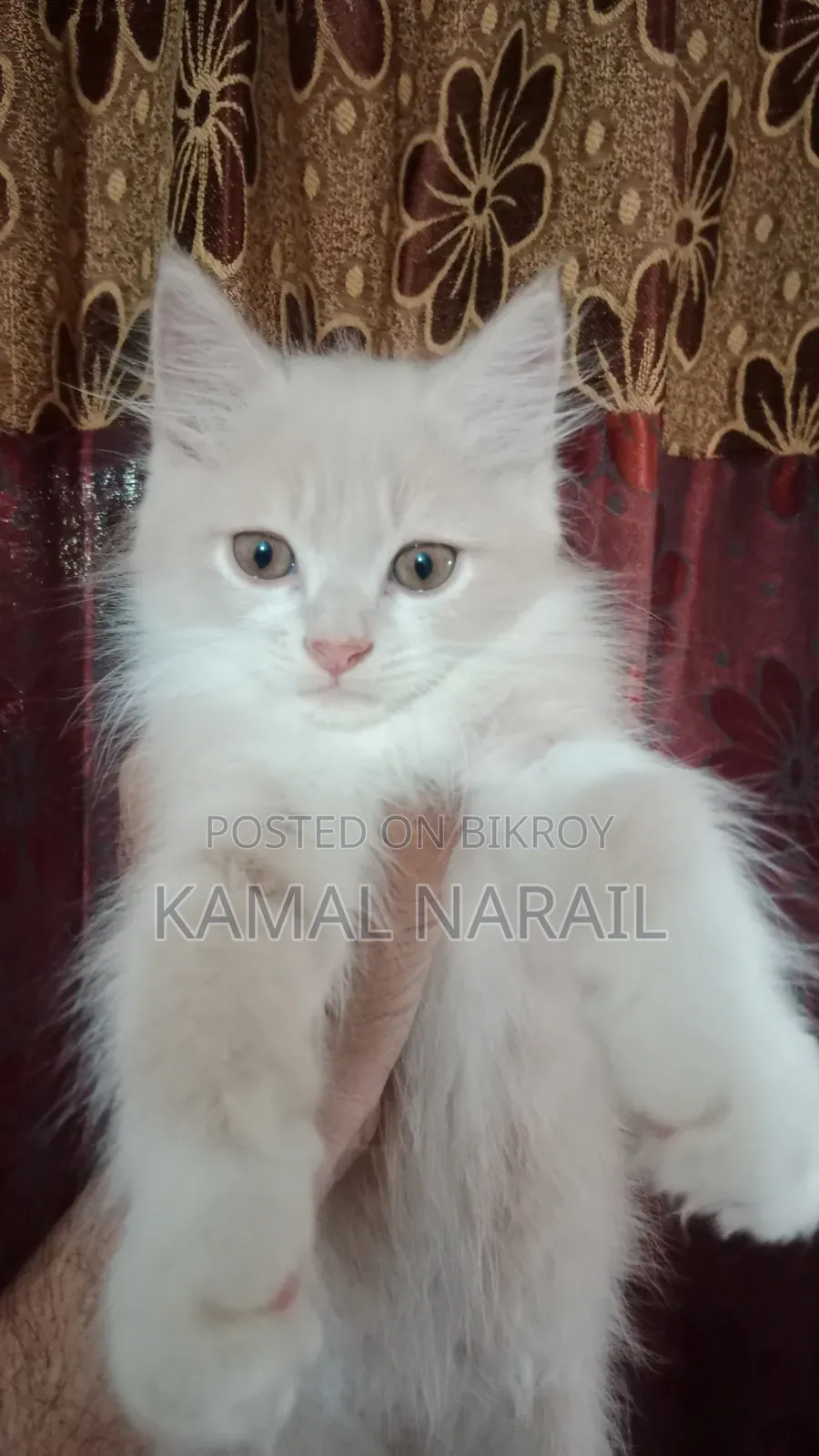 1-3 Months Female Purebred Persian