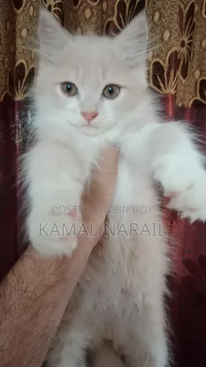 1-3 Months Female Purebred Persian