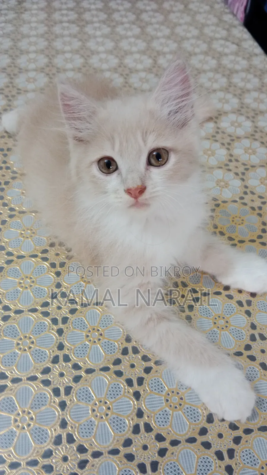1-3 Months Female Purebred Persian