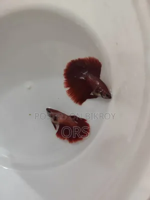 Super Red Fighter