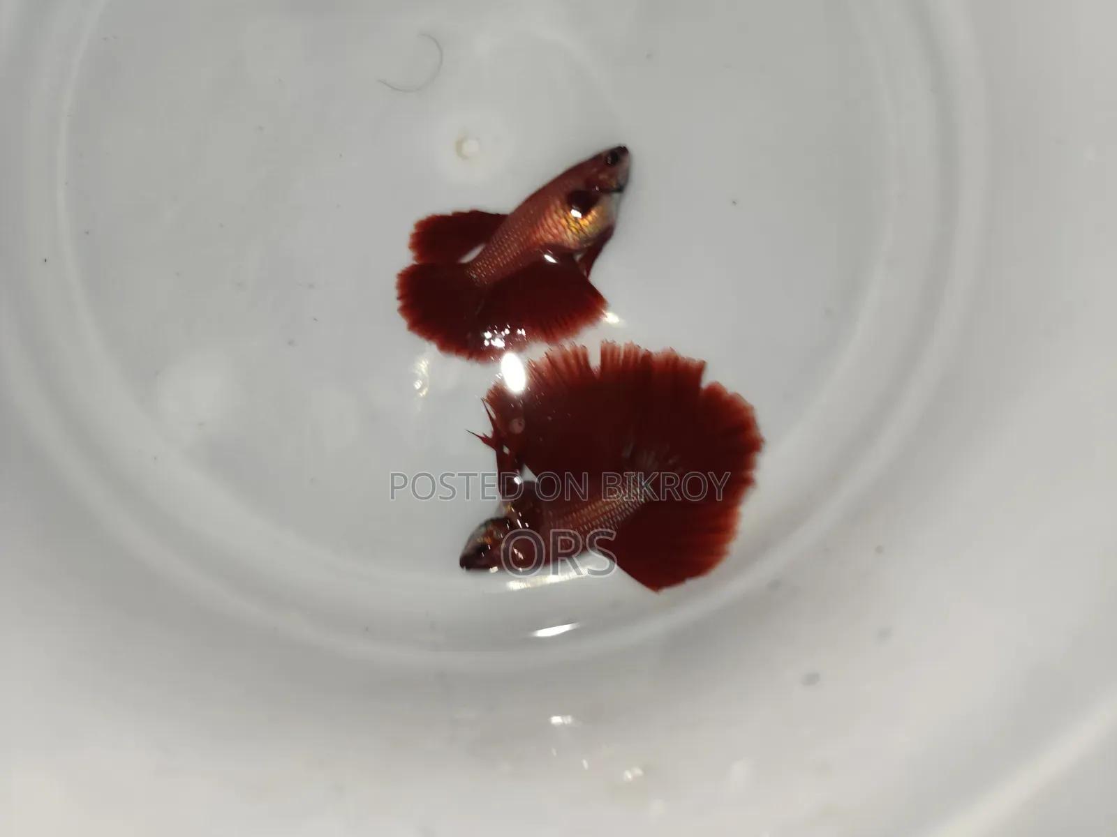Super Red Fighter