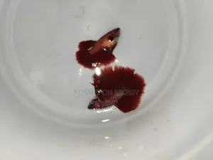 Super Red Fighter