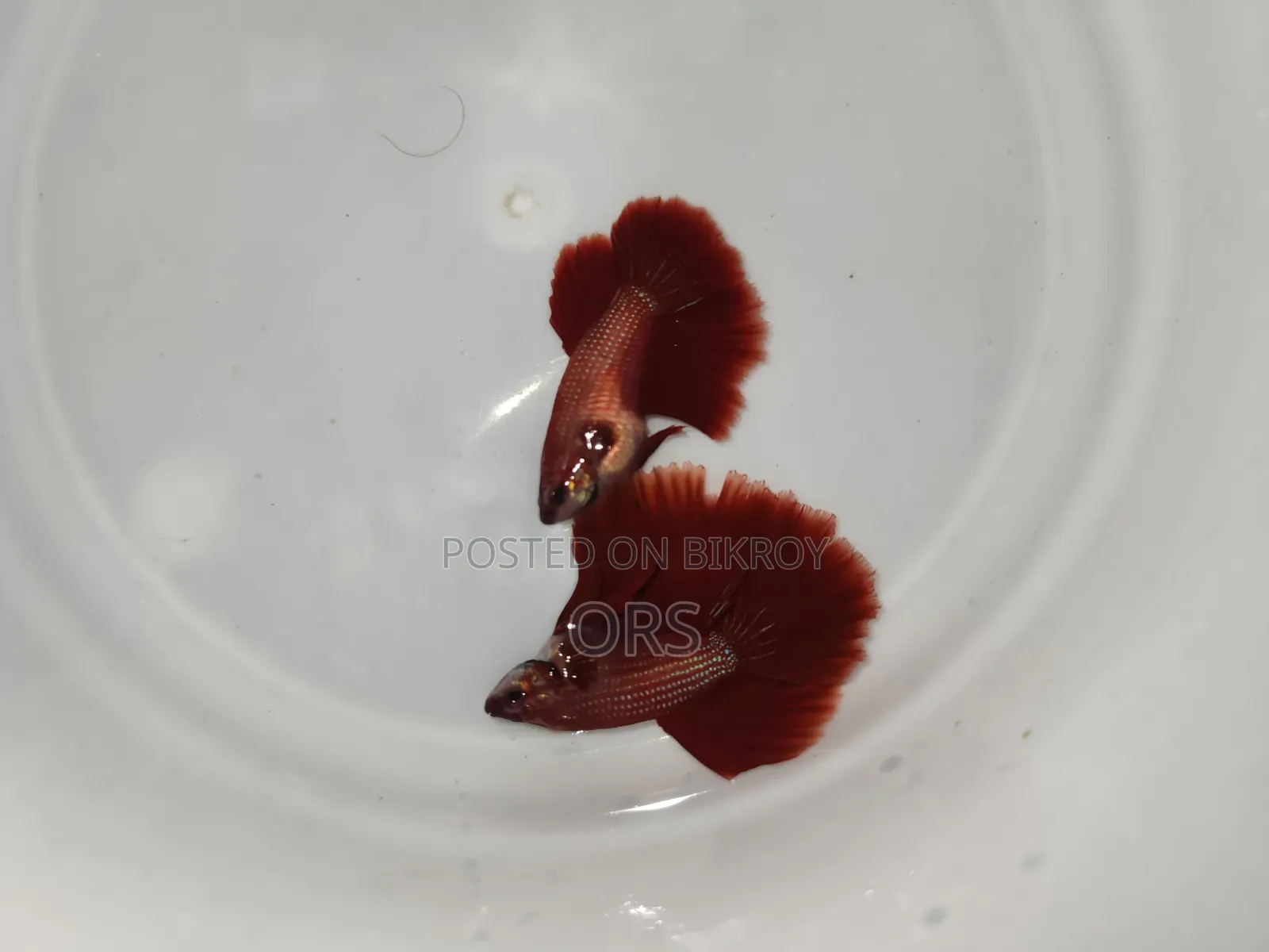 Super Red Fighter