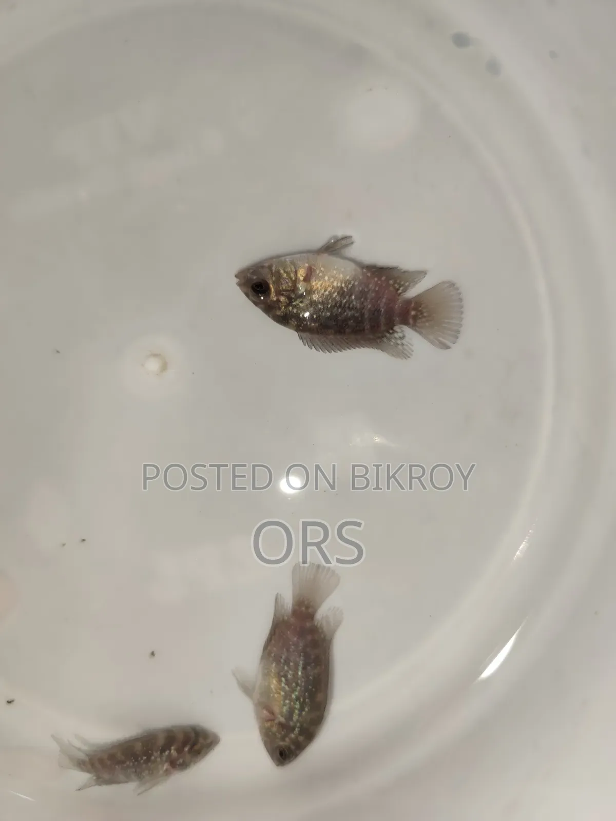 SRD Flwohon Fish Baby