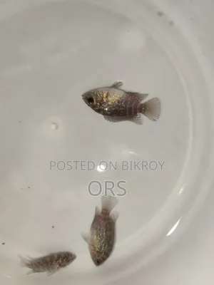 SRD Flwohon Fish Baby