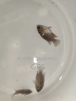 SRD Flwohon Fish Baby