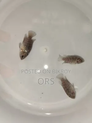 SRD Flwohon Fish Baby