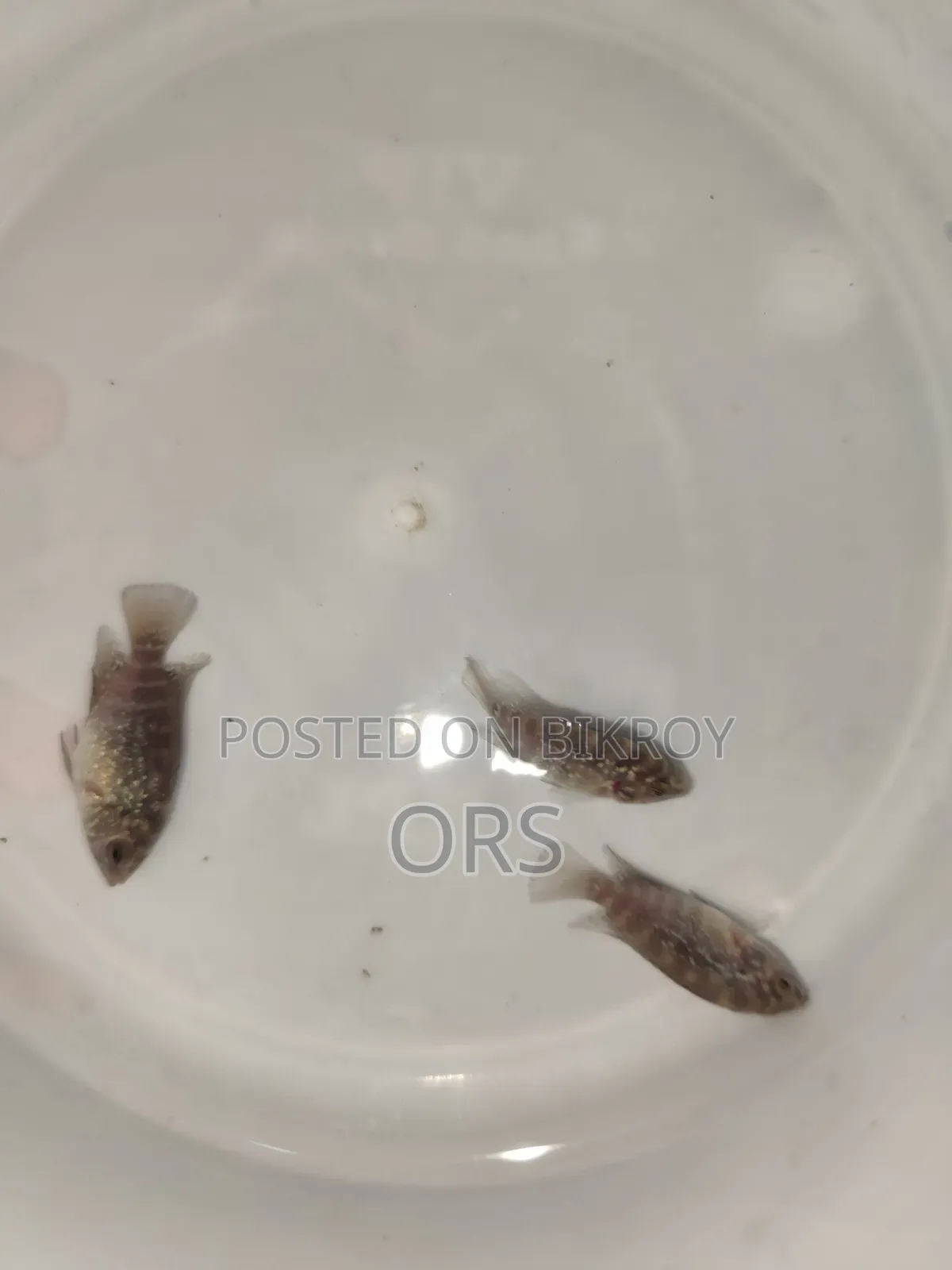 SRD Flwohon Fish Baby