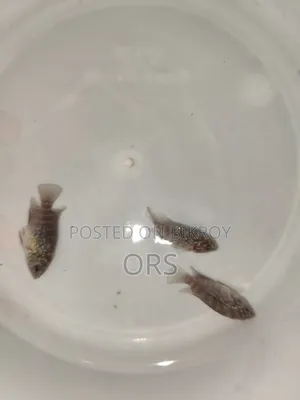 SRD Flwohon Fish Baby