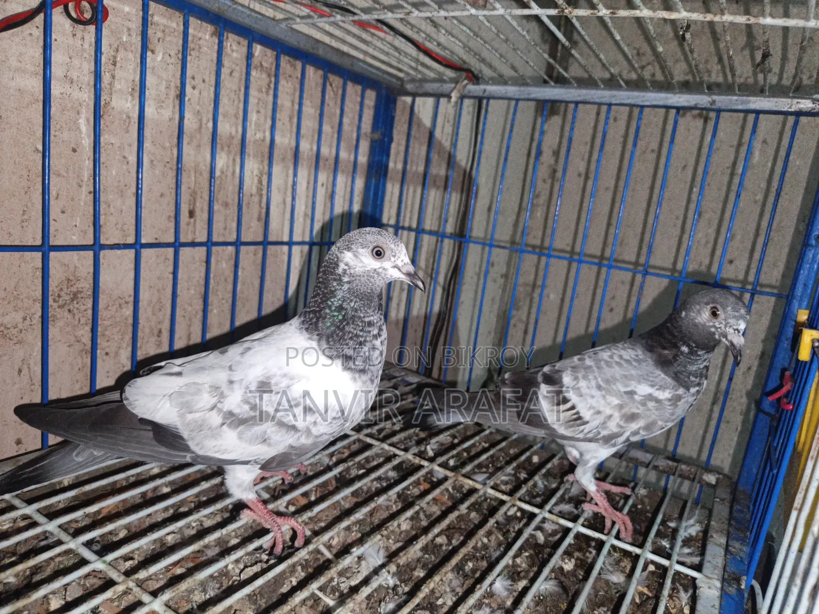 Giribaz Pigeon