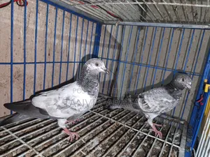 Giribaz Pigeon