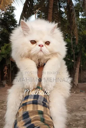 1+ year Male Purebred Persian