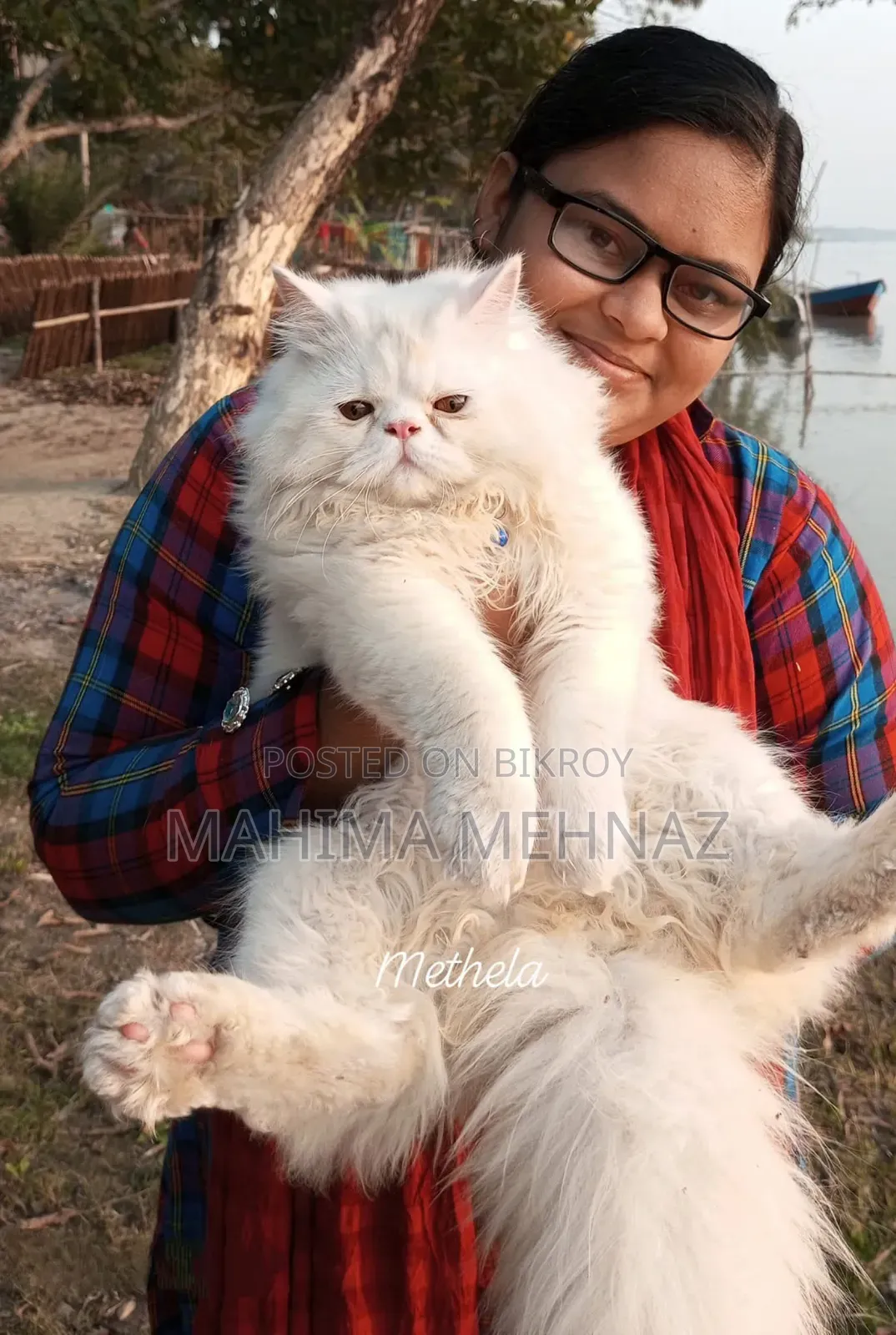 1+ year Male Purebred Persian