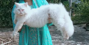 1+ year Male Purebred Persian