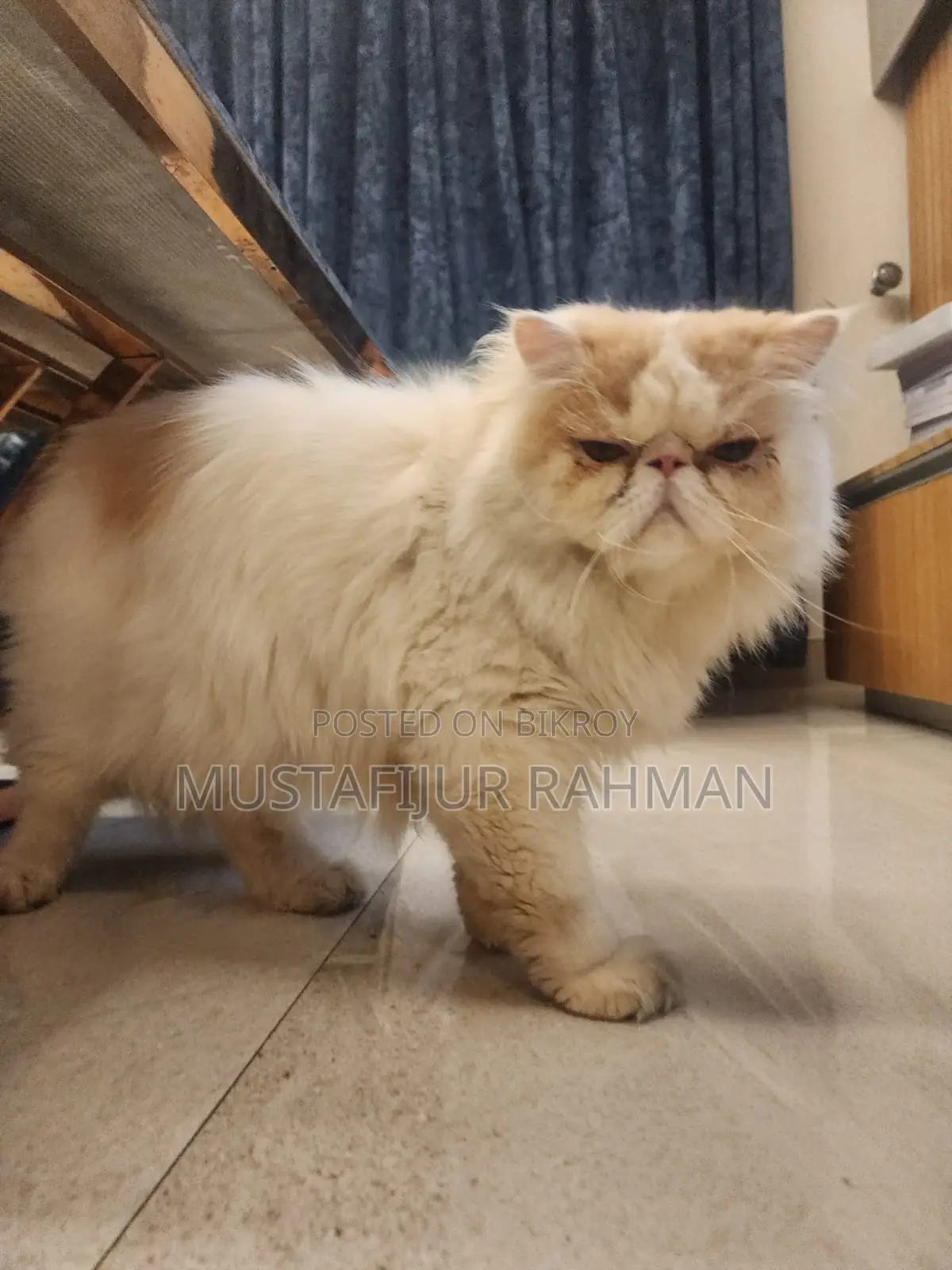 1+ year Male Purebred Exotic