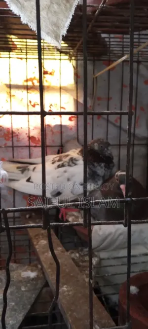 Pigeon Adult's