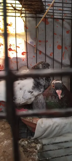 Pigeon Adult's