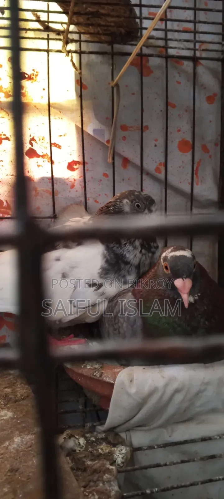 Pigeon Adult's