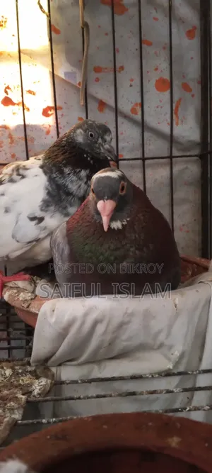 Pigeon Adult's